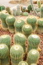 Parodia schumanniana group