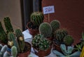 Parodia scopa cactus. Street sales.