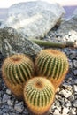 Three parodia scopa cactus succulent red spikes Royalty Free Stock Photo
