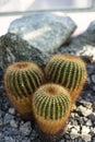 Three parodia scopa cactus succulent red spikes Royalty Free Stock Photo