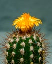 Parodia sp., cactus blooming with yellow flowers in the spring collection, Ukraine