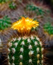 Parodia sp., cactus blooming with yellow flowers in the spring collection, Ukraine