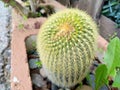 Parody leninghausii. Cactus Yellow tower in Malaga Spain