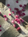 Beutiful pink flower petals rest in the sunny streets of Paros, Greece Royalty Free Stock Photo