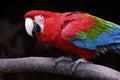 Parot Royalty Free Stock Photo