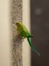 Parrot came in to visit Royalty Free Stock Photo