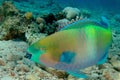 parrot fish  , red sea Royalty Free Stock Photo