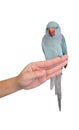 Parot on hand isolated Royalty Free Stock Photo