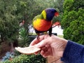 Parot on hand , Royalty Free Stock Photo