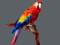 Parot low polygon on gray background