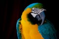 Parot Royalty Free Stock Photo