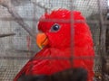 Parot red bird Royalty Free Stock Photo