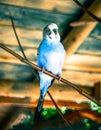 Parot Royalty Free Stock Photo