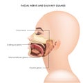 Parotid glands and facial trigeminal nerve. Realistic medical illustration.