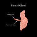 Parotid salivary gland. The structure of the parotid salivary gland. Vector illustration on isolated background