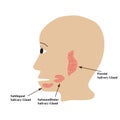 Parotid salivary gland. Submandibular salivary gland. Sublingual salivary gland. Vector illustration on isolated