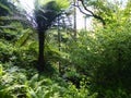 Arborescent ferns and other tropical plants in Parque da Pena Botanical garden, Sintra, Portugal