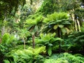 Arborescent ferns and other tropical plants in Parque da Pena Botanical garden, Sintra, Portugal