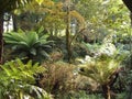 Arborescent ferns and other tropical plants in Parque da Pena Botanical garden, Sintra, Portugal