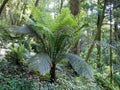 Arborescent ferns and other tropical plants in Parque da Pena Botanical garden, Sintra, Portugal