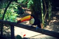 Parque das aves, Brasil Royalty Free Stock Photo