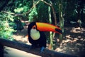 Parque das aves, Brasil Royalty Free Stock Photo