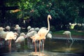 Parque das aves, Brasil Royalty Free Stock Photo