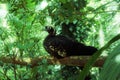 Parque das aves, Brasil Royalty Free Stock Photo