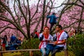 Parque do Carmo Festa das Cerejeiras Brazil Royalty Free Stock Photo