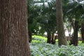 Parque lage landscape image, Rio de Janeiro, Brazil, South America Royalty Free Stock Photo