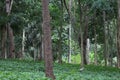 Parque lage landscape image, Rio de Janeiro, Brazil, South America Royalty Free Stock Photo