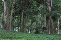 Parque lage landscape image, Rio de Janeiro, Brazil, South America Royalty Free Stock Photo