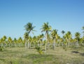 Parque Nacional Desembarco del Granma, Granma Province, Cuba Royalty Free Stock Photo