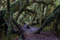 Parque Nacional of Queulat, Carretera Austral, Highway 7, Chile Royalty Free Stock Photo