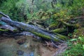 Parque Nacional of Queulat, Carretera Austral, Highway 7, Chile