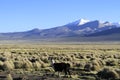 Parque National Sajama Bolivia Royalty Free Stock Photo