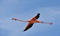 Flamingo in CelestÃÂºn Biosphere Reserve.