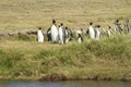 Parque Pinguino Rey - King Penguin park on Tierra del fueg Royalty Free Stock Photo