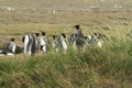 Parque Pinguino Rey - King Penguin park on Tierra del fueg Royalty Free Stock Photo