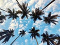 Parra Coconut Tree Road showing tops of coconut trees, Goa, India Royalty Free Stock Photo