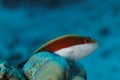 Parracirrhites forsterii - Hawkfish - Red Sea Royalty Free Stock Photo