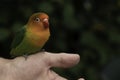 a parrakeet bird sitting on hand of a man Royalty Free Stock Photo