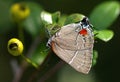 Parrhasius m-album, the white M hairstreak butterfly on Simpson stopper plant