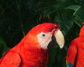 Parrot Royalty Free Stock Photo