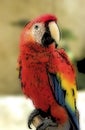 Parrot Royalty Free Stock Photo