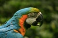 Parrot Royalty Free Stock Photo