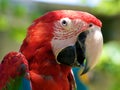 Parrot Royalty Free Stock Photo