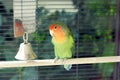 Parrot Royalty Free Stock Photo