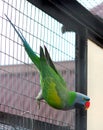 Parrot Royalty Free Stock Photo