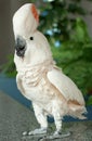 Parrot Royalty Free Stock Photo
